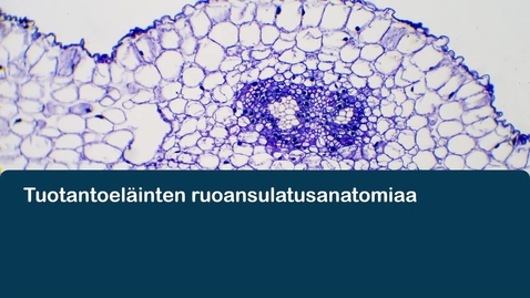 Thumbnail for Märehtijän ruoansulatus