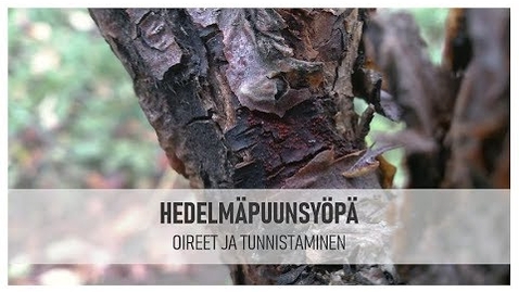 Thumbnail for Hedelmäpuunsyövän oireet ja tunnistaminen