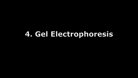 Thumbnail for DNA Lab - Part 4 - Gel Electrophoresis
