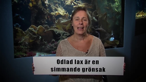 Thumbnail for Odlad fisk är en simmande grönsak