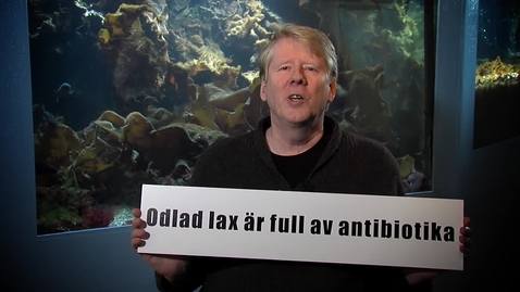 Thumbnail for Odlad lax är full av antibiotika