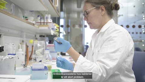 Thumbnail for Åsa Sjöling professor i prokaryot mikrobiologi