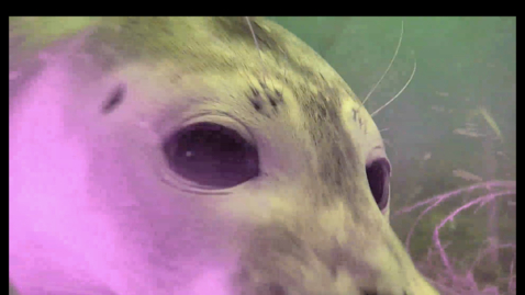 Thumbnail for Fjordens öga – LIVE från 5 meters djup av Kristineberg marina forskningsstation