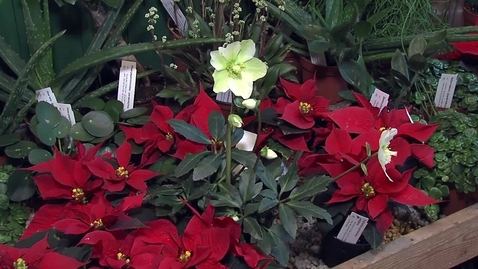 Thumbnail for Julblomma har använts för att driva ut onda demoner