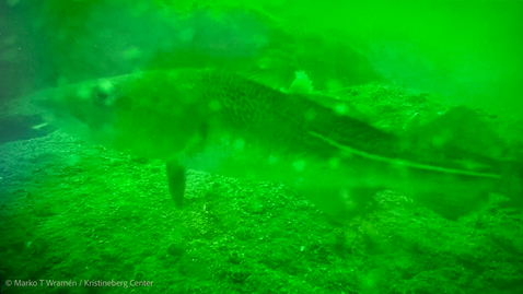 Thumbnail for Fjordens öga – LIVE från 22 meters djup av Kristineberg marina forskningsstation