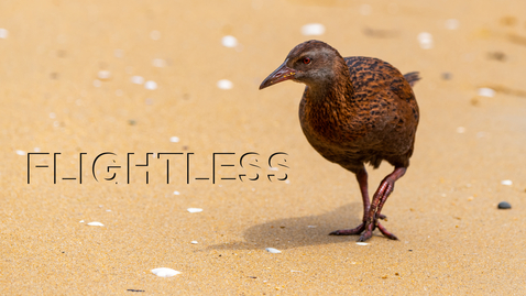 Thumbnail for Forskare förklarar: Flightless birds