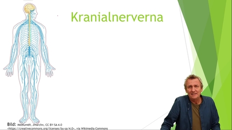 Thumbnail for Kranialnerverna