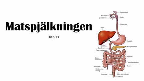 Thumbnail for Matspjälkningen - del 1