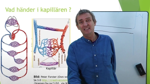 Thumbnail for Cirkulationssystemet 4 Kapillären