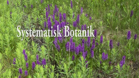 Thumbnail for Systematisk botanik
