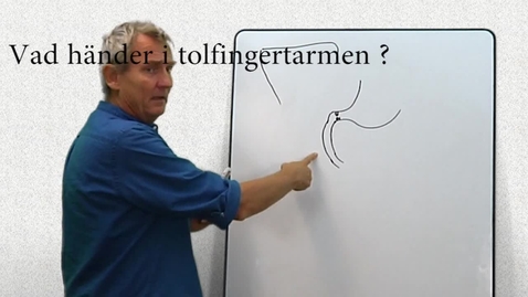 Thumbnail for Matspjälkning del 8  Hormon i tolvfingertarmen