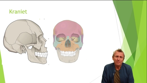 Thumbnail for Kraniets ben