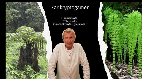 Thumbnail for Kärlkryptogamer
