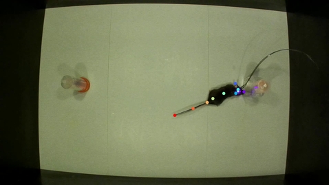 Thumbnail for AI-mediated quantification of mouse behavior