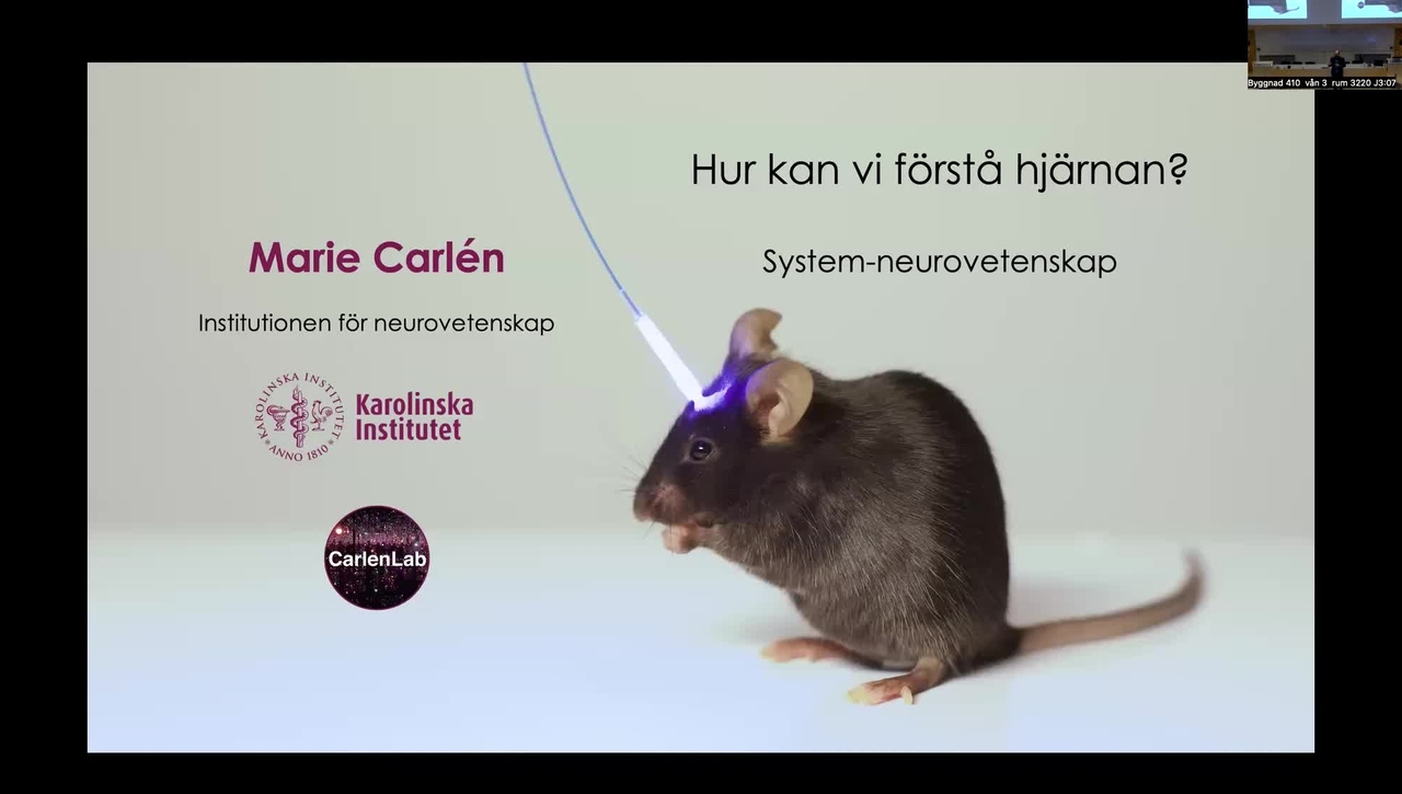 En resa genom hjärnan 2026