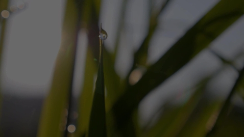 Thumbnail for One KI for Sustainable Development