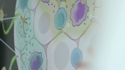 Thumbnail for Peder Olofsson:  Seeking to understand how nerve signals regulate inflammation