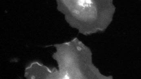 Thumbnail for Engineering Extrinsic Disorder