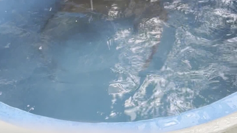 Thumbnail for KMF dyker och leker