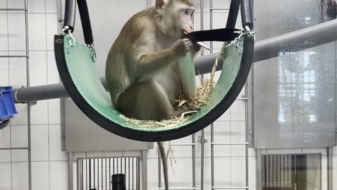 Thumbnail for KMF gunga