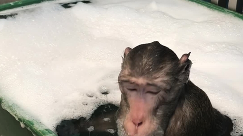 Thumbnail for KMF skumbad2