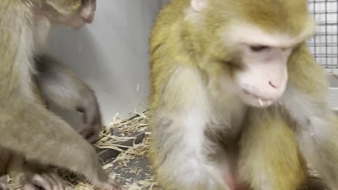 Thumbnail for KMF födosök