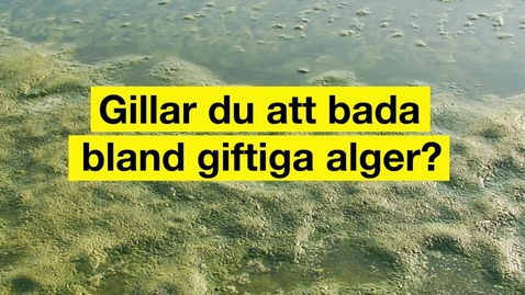 Thumbnail for Gillar du att bada bland giftiga alger?