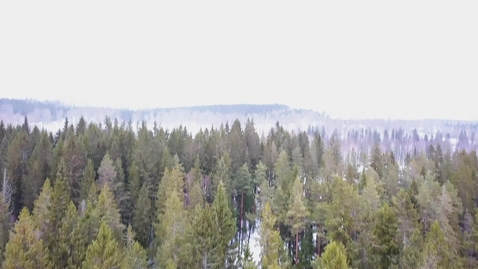 Thumbnail for 16 år sedan stormen Gudrun 