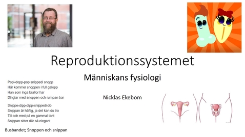 Thumbnail for Reproduktionssystemet 