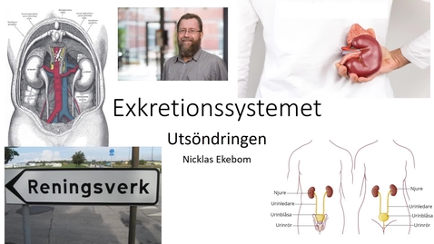 Thumbnail for Exkretionssystemet