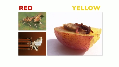 Thumbnail for Worth knowing: Everyone speaks chemistry – the scent of the fly