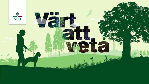 Thumbnail for Hur ser man om hästen är halt? – det senaste inom rörelseforskning på SLU