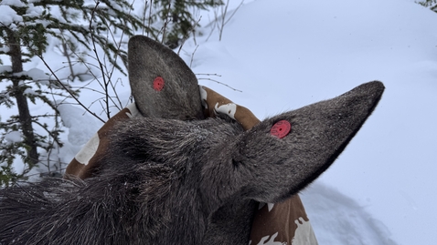 Thumbnail for Hur luktar älgens öra?