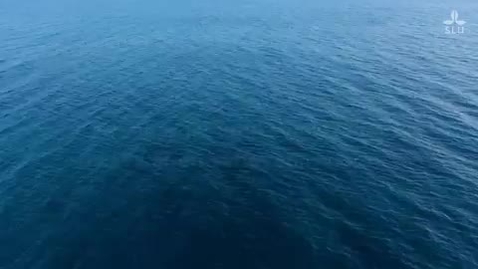 Thumbnail for Institutionen för akvatiska resurser (SLU Aqua)