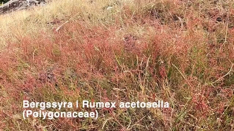 Thumbnail for Bergssyra | Rumex acetosella
