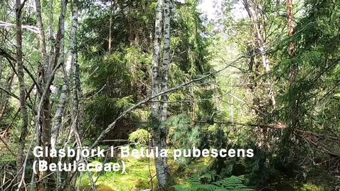 Thumbnail for Glasbjörk | Betula pubescens