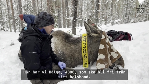 Thumbnail for Här avslutas forskningen om Junseleälgarna