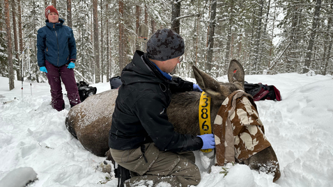 Thumbnail for Här avslutas forskningen om Junseleälgarna
