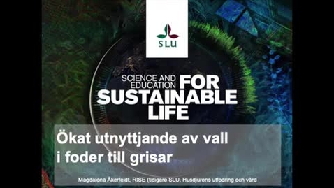Thumbnail for Presentation av projektet ”Ökat utnyttjande av vall i foder till grisar”
