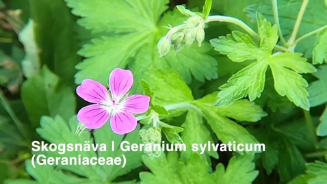 Thumbnail for Skogsnäva | Geranium sylvaticum