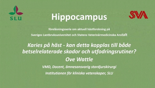 Karies hos häst, Ove Wattle