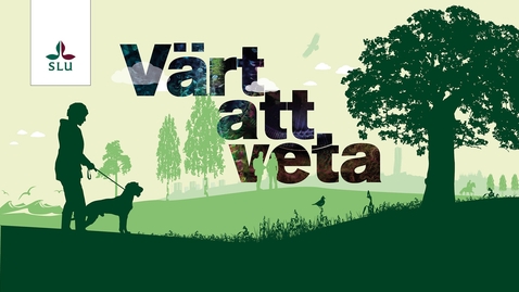 Thumbnail for Värt att veta: Vindbruk istället för skogsbruk
