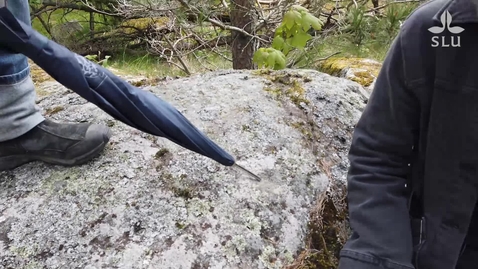 Thumbnail for Skålgrop vid Kaknäs
