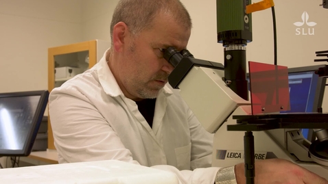 Thumbnail for The microbial engines of lakes – Stefan Bertilsson, professor of functional ecology of limnic systems