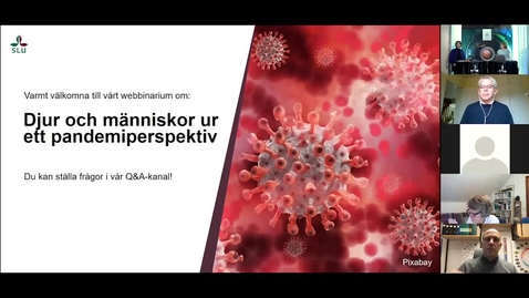 Thumbnail for Djur och människor ur ett pandemiperspektiv