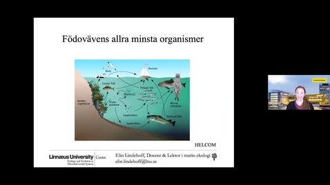 Thumbnail for Webbinar - Att sprida ringar på vattnet - Födovävens allra minsta organismer - Elin Lindehoff