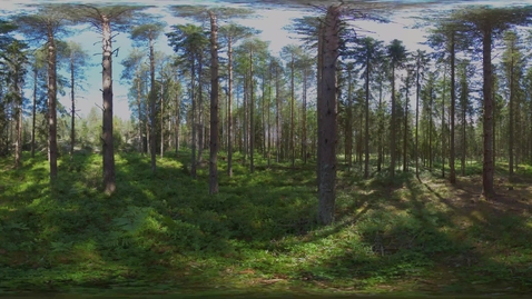 Thumbnail for VR-skog 360