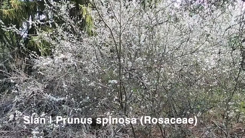 Thumbnail for Slån | Prunus spinosa