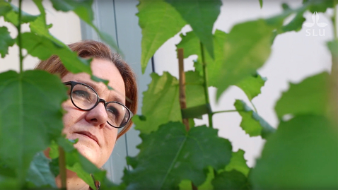 Thumbnail for Stephanie Robert - professor i växtfysiologi vid SLU / Stephanie Robert - professor of plant physiology at SLU