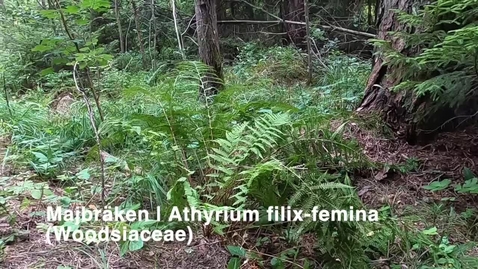 Thumbnail for Majbräken | Athyrium filix-femina